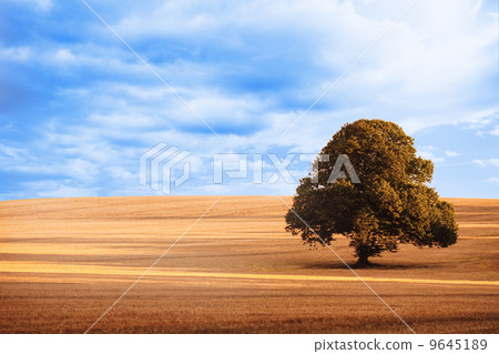Sunny brown landscape Sunny brown landscape 9645189