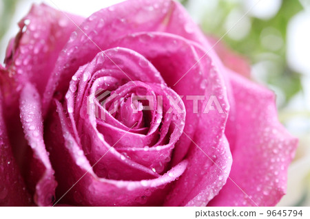 Rose Rose 9645794
