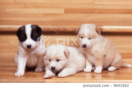 Cute little puppies Cute little puppies 9645802
