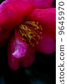 Cold camellia 9645970