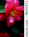 Cold camellia 9645971