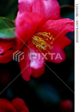 冷山茶花 9645971