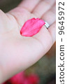 Cold camellia petals 9645972