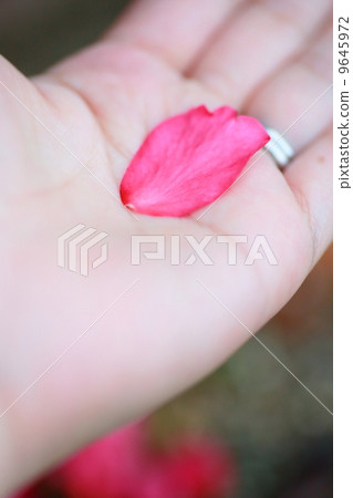 冷的山茶花瓣 9645972