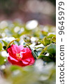 Cold camellia 9645979