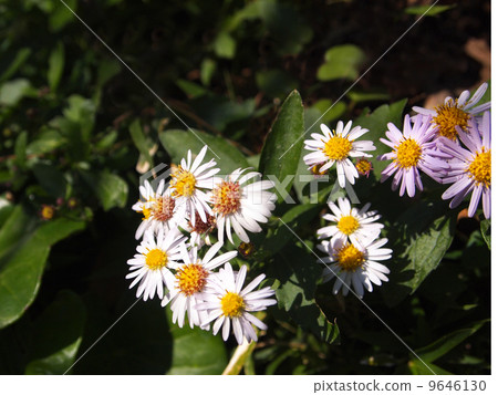 Yomena Yomena 9646130