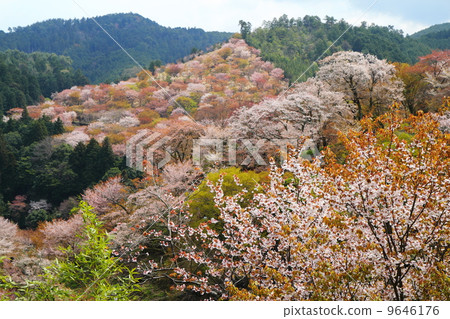 從吉野山的1000朵櫻花看 9646176