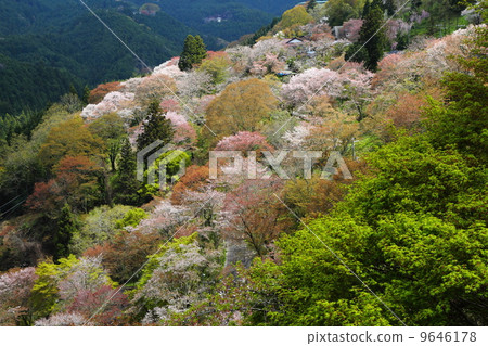 Yoshinoyama櫻花七轉 9646178