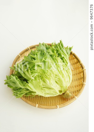 Multi Leaf Lettuce Multi Leaf Lettuce 9647376