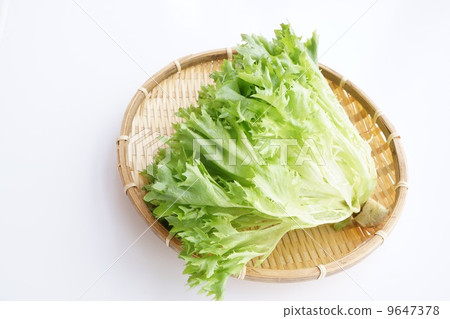 多葉生菜 多葉生菜 9647378