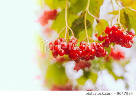 Red Viburnum berries in the tree Red Viburnum berries in the tree 9647984