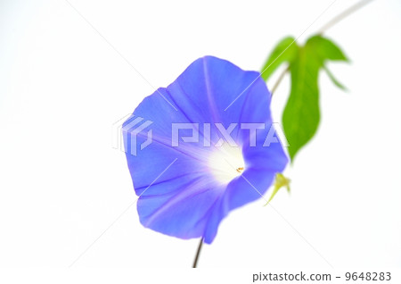 Morning glory image. 9648283