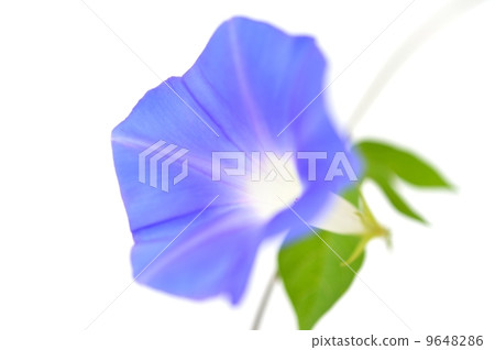 Morning glory image. 9648286