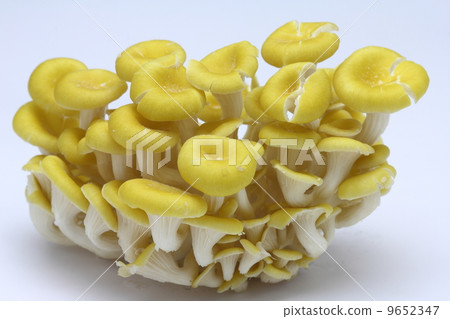 菇 菇 9652347