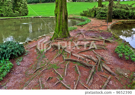 Roots and tree trunk covered with moss. 9652390
