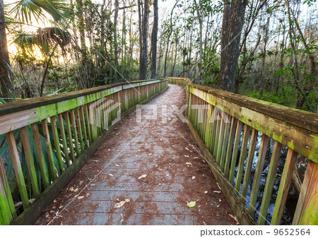Boardwalk in swamp 9652564