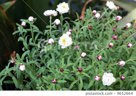 Flowers of Hanakanbashi that began to bloom 9652664