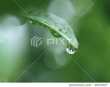 Thamatsu ⑤ Thamatsu ⑤ 9658407