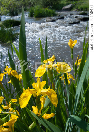 yellow irises 9658451