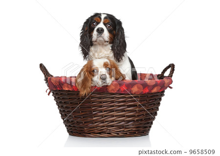 Cavalier King Charles spaniels in wicker basket 9658509