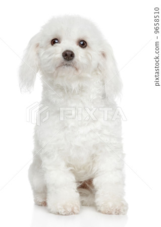 Bichon Frise dog portrait Bichon Frise dog portrait 9658510