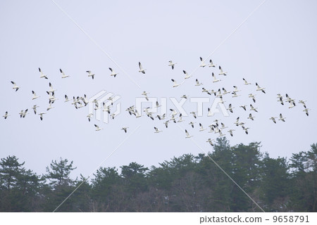 Hakugan Hakugan 9658791