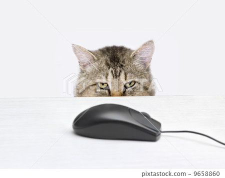 Cat hunts a computer mouse Cat hunts a computer mouse 9658860
