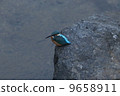 翠鳥 9658911