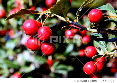 The fruits The fruits 9659094