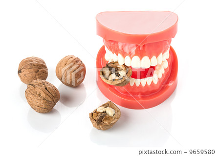 dental jaw model with walnuts 9659580