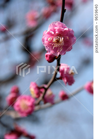 Plum blossom, cold red 9659640