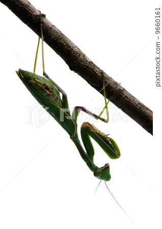Praying mantis on a tree 9660161