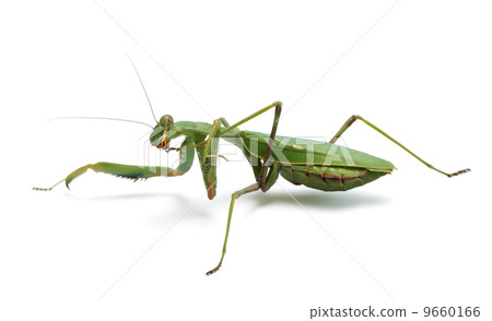 Praying mantis Praying mantis 9660166