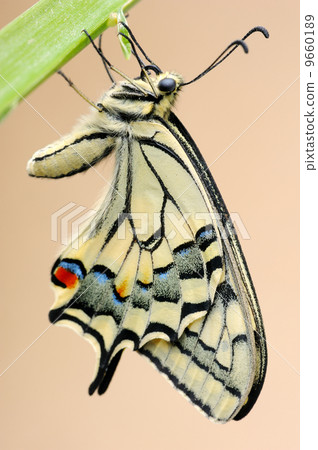 Swallowtail 9660189