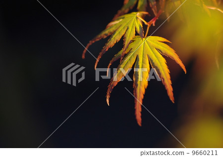明亮的秋葉 9660211