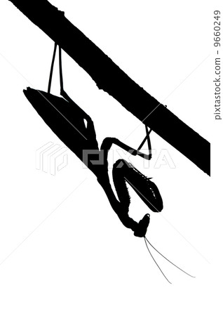 Praying mantis on a tree, silhouette Praying mantis on a tree, silhouette 9660249