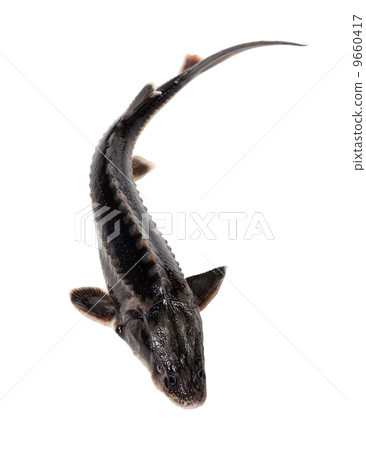 Sterlet fish isolated on white background 9660417