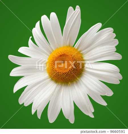 Chamomile isolated on green background Chamomile isolated on green background 9660591