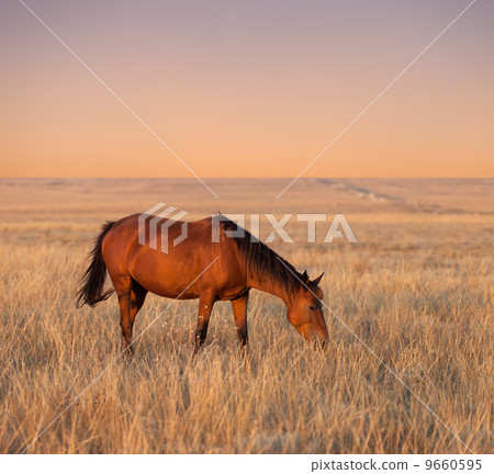 Horse grazing in evening pasture Horse grazing in evening pasture 9660595