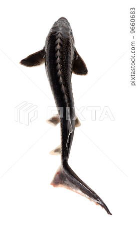 Fresh sterlet fish Fresh sterlet fish 9660683