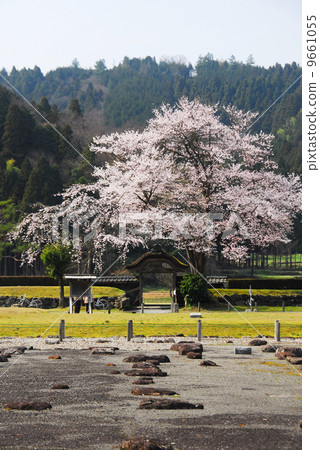 Spring and cherry blossoms at Asakura Ruins in Fukui Prefecture 9661055