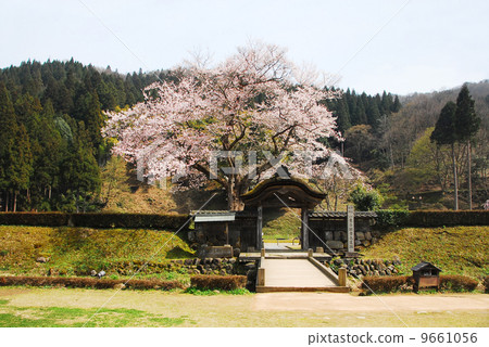 Spring · cherry blossoms of Asakura ruins 9661056