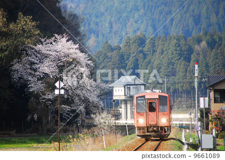 福井縣Kuzuryu線·單人火車和櫻花 福井縣Kuzuryu線·單人火車和櫻花 9661089