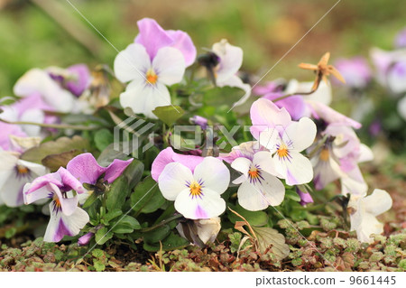 中提琴花 9661445