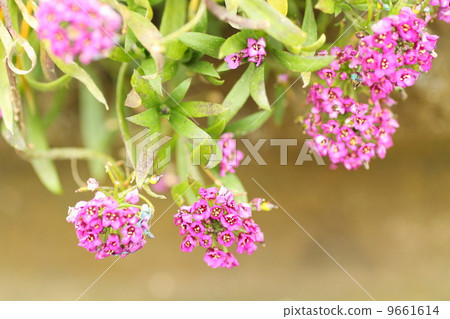Sweet Allsum Flower 9661614