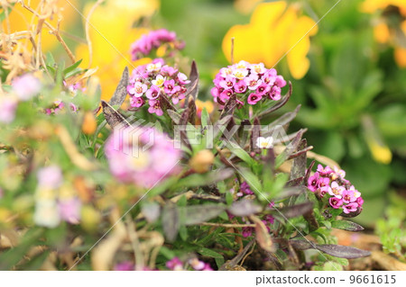 Sweet Allsum Flower 9661615