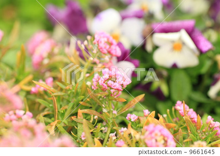 甜Allsum花 甜Allsum花 9661645