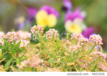 甜Allsum花 甜Allsum花 9661648