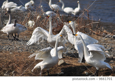 Co swans during the conference 9661701