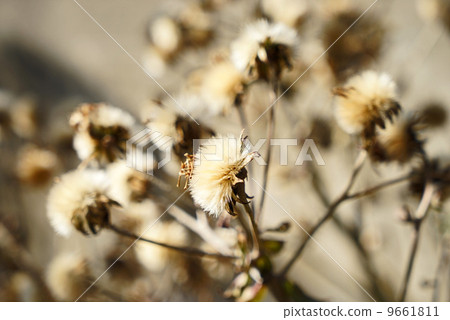Tsubaki's fluff Tsubaki's fluff 9661811